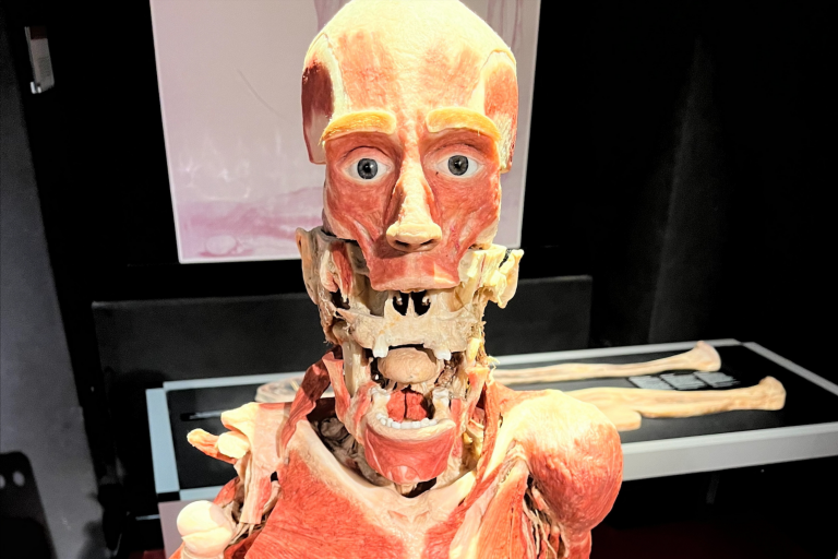 Plastinarium w Guben
